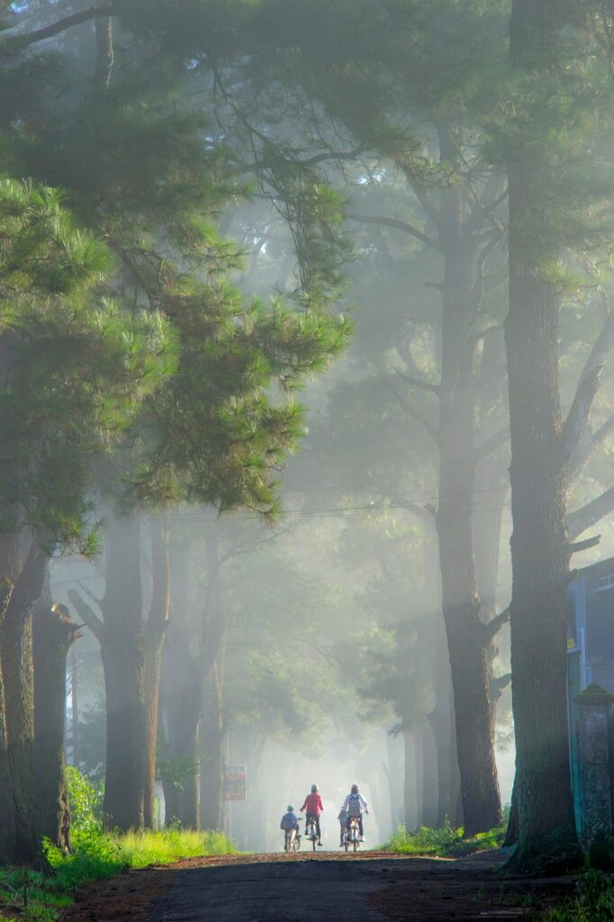 street, trees, exploration, travel, outdoors, forest, mountain, chill, learn, nature, children, treeline